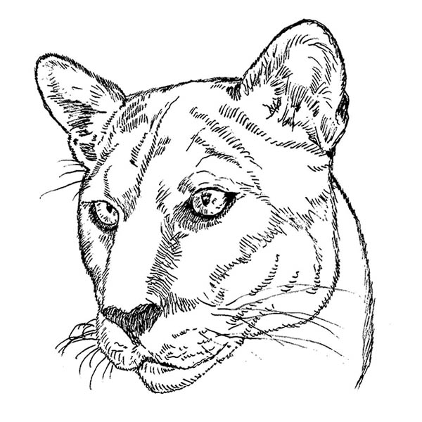 Cougar Cat image is printed on cotton fabric and quilt squares for sewing. Other Cougar Cat products include Cougar Cat Scrub Tops, Handbags, Quillos, Comforters, more.