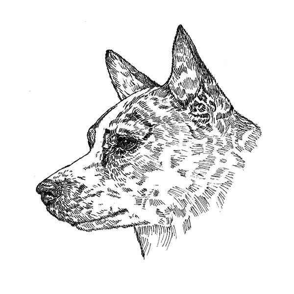 This Australian Cattle Dog Art image is printed onto All Cotton Northcott Fabric by the yard, in an allover design, available in 32 colors. All Hot Diggity Dog products are available with this true to life Australian Cattle Dog image.