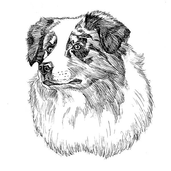 This Australian Shepherd Art image is printed onto All Cotton Northcott Fabric by the yard, in an allover design, available in 32 colors. All Hot Diggity Dog products are available with this true to life Australian Shepherd image.